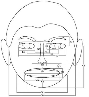 Age and Gender Differences in Facial Attractiveness, but Not Emotion Resemblance, Contribute to Age and Gender Stereotypes